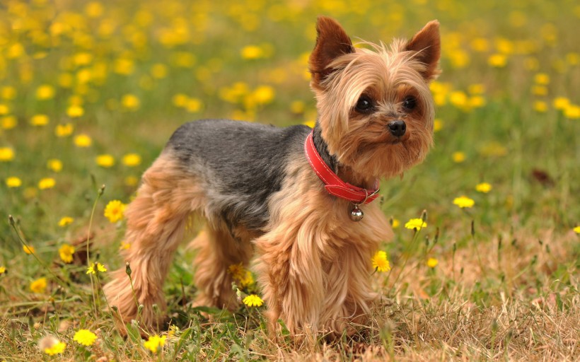 约克夏梗犬图片(10张)