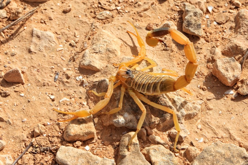 有毒的蝎子图片(15张)