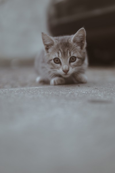 小巧可爱的幼猫图片(10张)