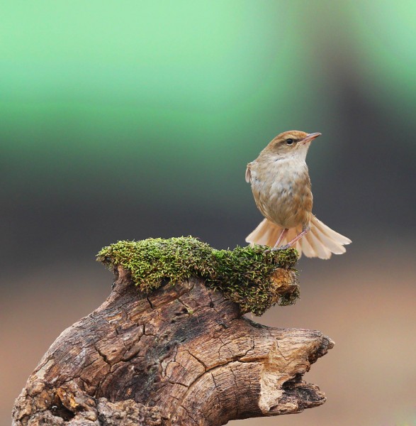 远东树莺图片(10张)