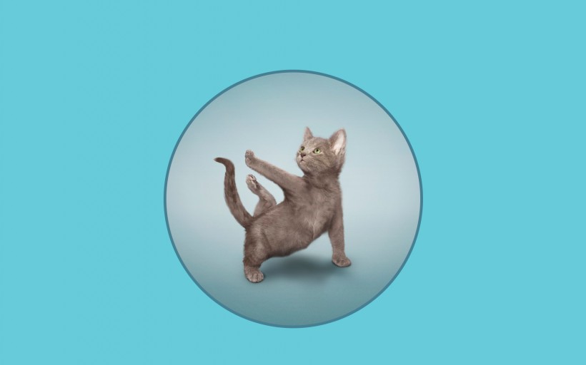 做瑜伽的猫图片(9张)
