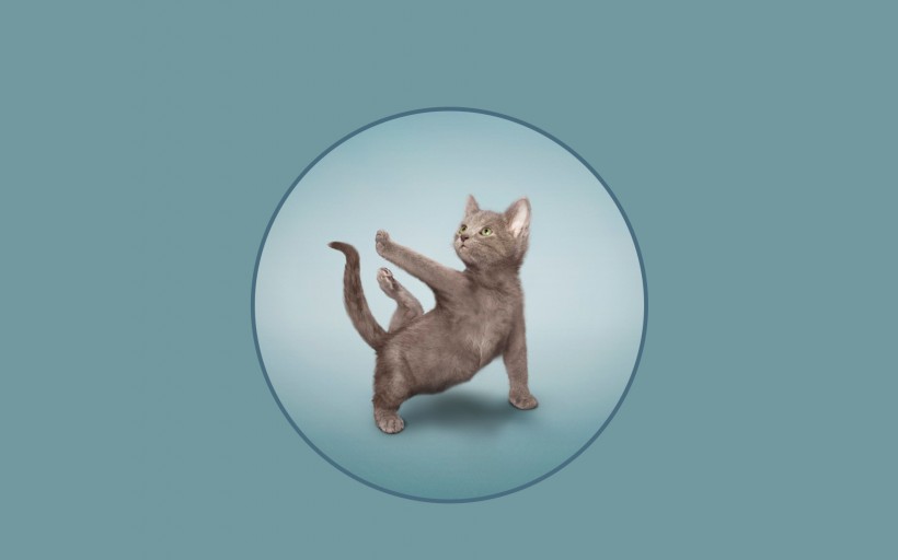 做瑜伽的猫图片(9张)