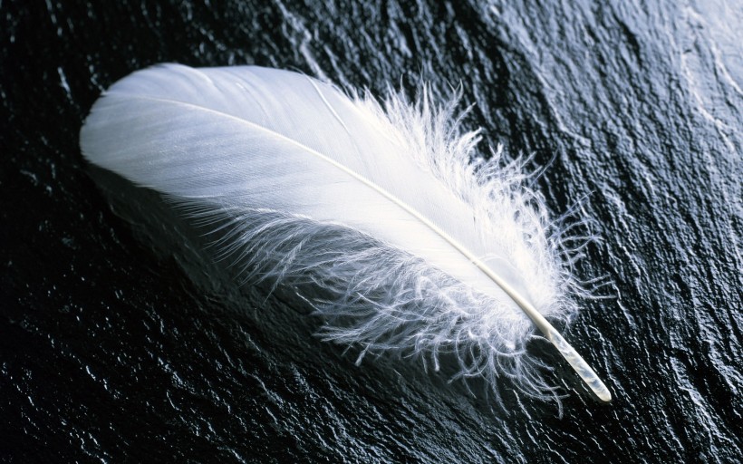轻盈柔软的羽毛图片(14张)