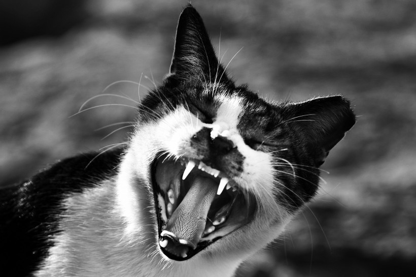 张大嘴巴的猫咪图片(10张)