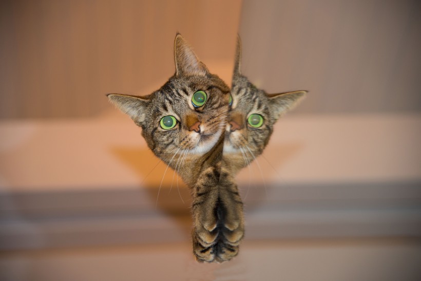 扭头张望的猫咪图片(10张)