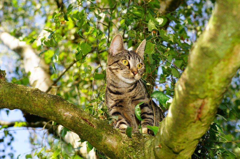 扭头张望的猫咪图片(10张)