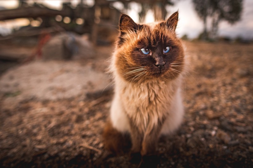 扭头张望的猫咪图片(10张)