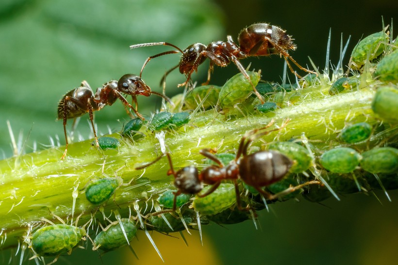 植物上蚂蚁图片(9张)