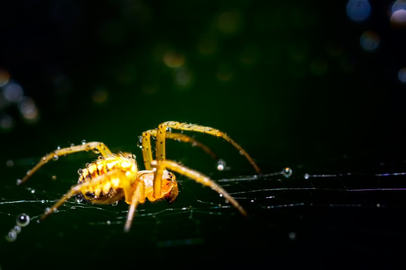 微距蜘蛛图片(15张)