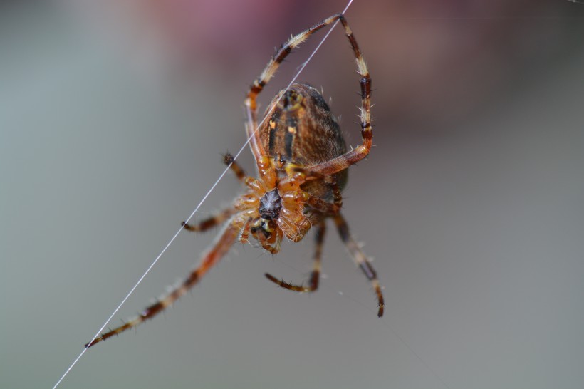 姿态各异的蜘蛛图片(13张)