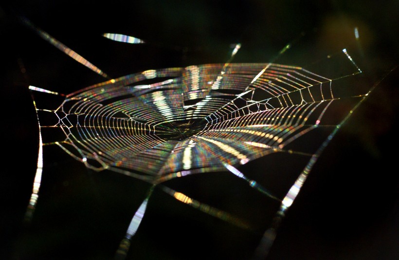 晶莹冰冻的蜘蛛网图片(7张)