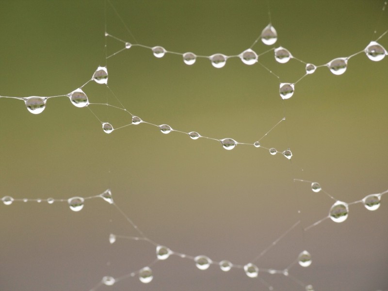晶莹冰冻的蜘蛛网图片(7张)