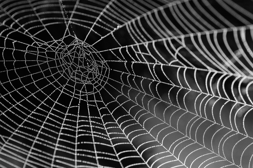 沾满露珠的蜘蛛网图片(14张)