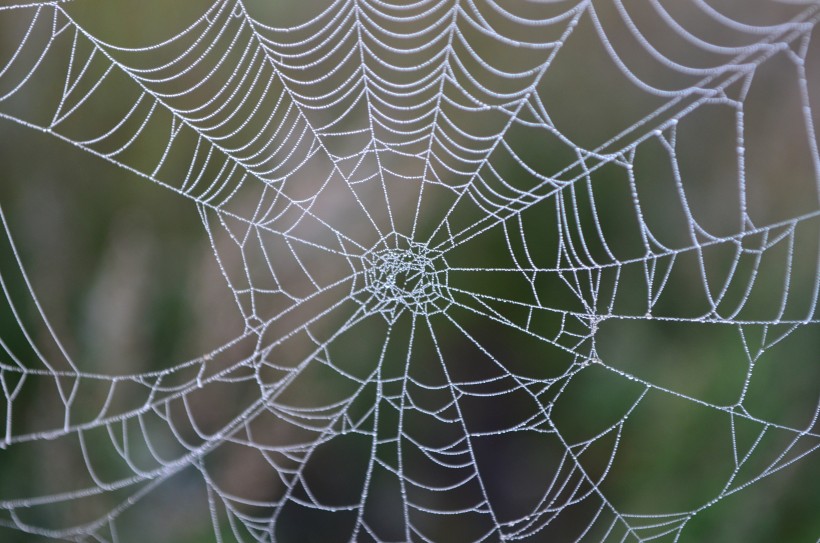 沾满露珠的蜘蛛网图片(14张)