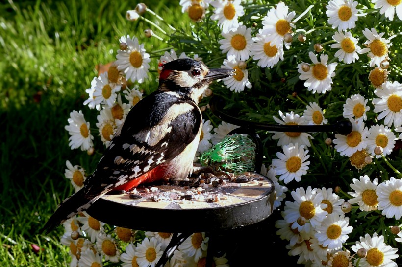啄木鸟高清图片(11张)