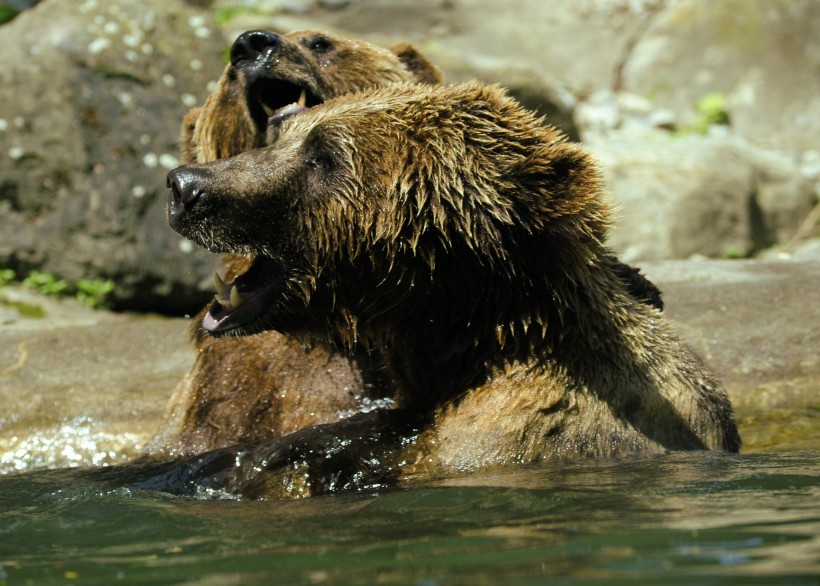 肥头大耳的棕熊图片(10张)