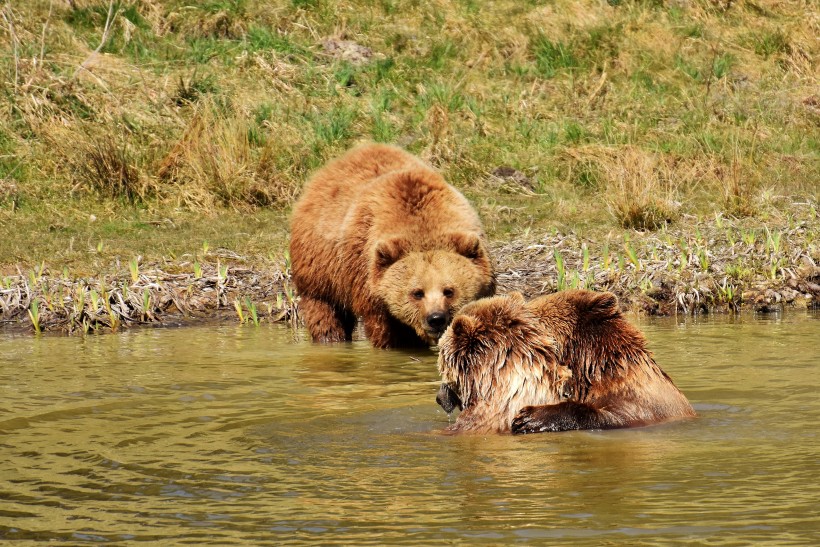 体型庞大的野生棕熊图片(10张)