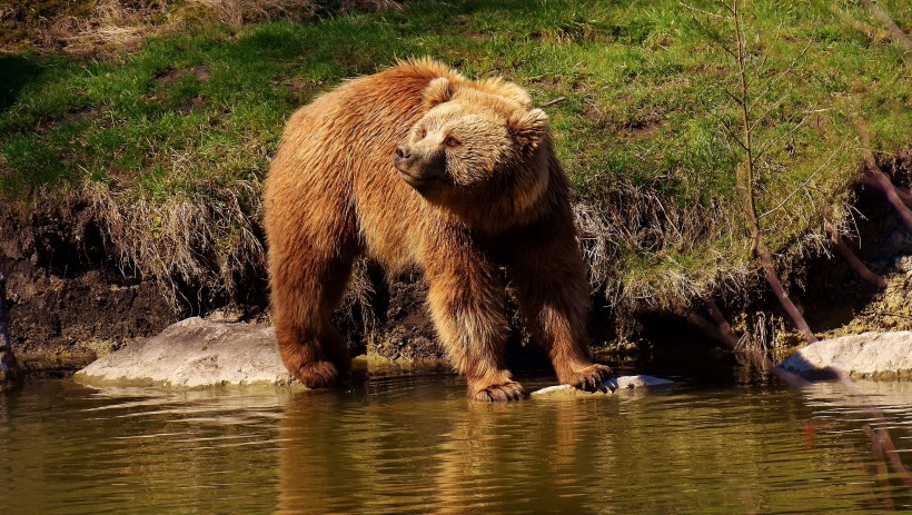 嬉戏中的棕熊图片(16张)