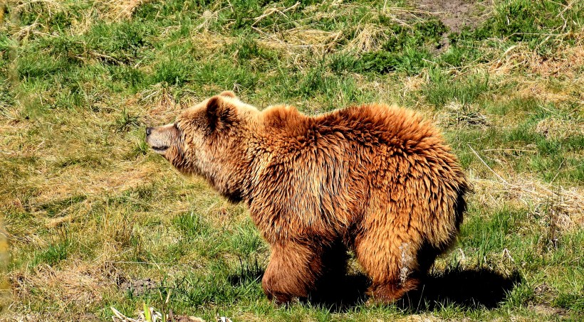 肥头大耳的棕熊图片(10张)