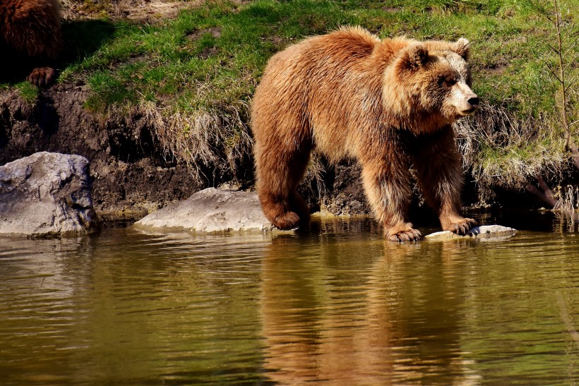 体型庞大的棕熊图片(10张)