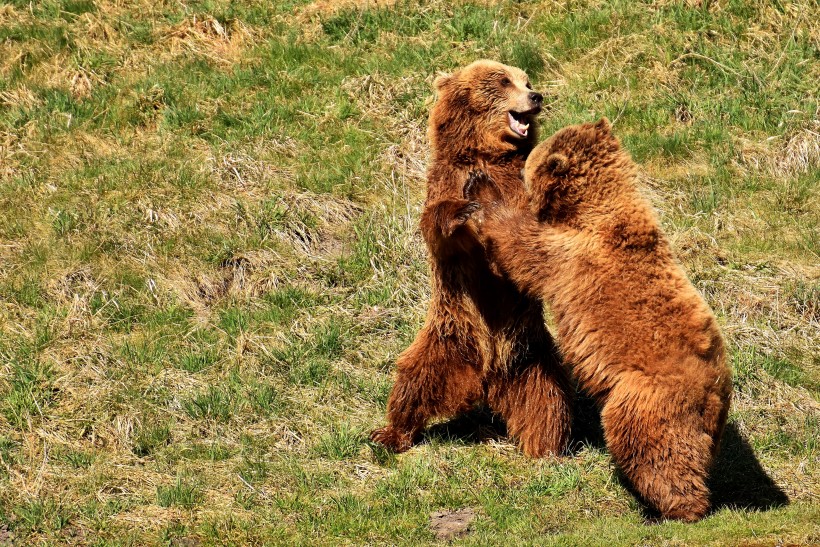 体型庞大的棕熊图片(10张)