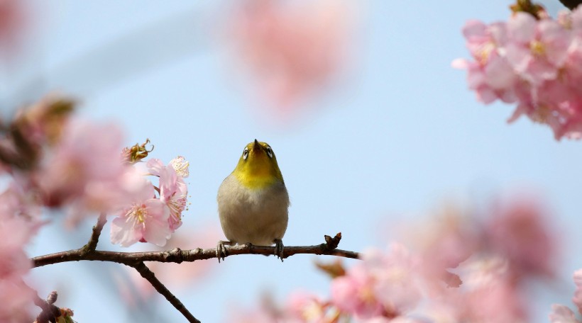 樱花树上的绣眼鸟图片(11张)