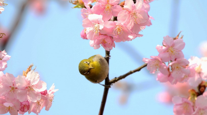 樱花树上的绣眼鸟图片(11张)