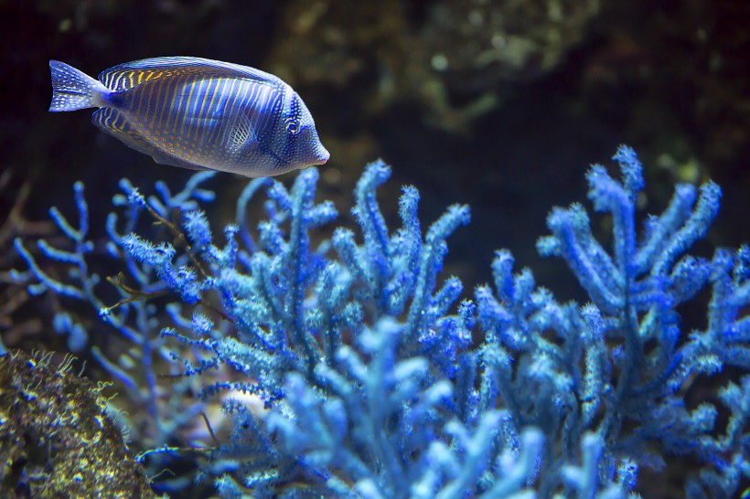 水族馆里的水生动植物图片(11张)