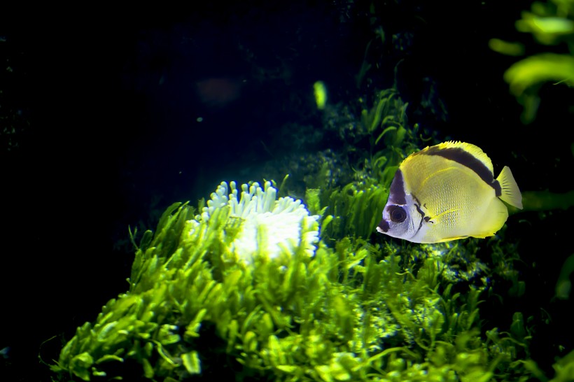 水族馆里的水生动植物图片(11张)