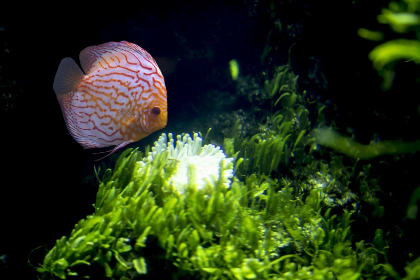 水族馆里的水生动植物图片(11张)