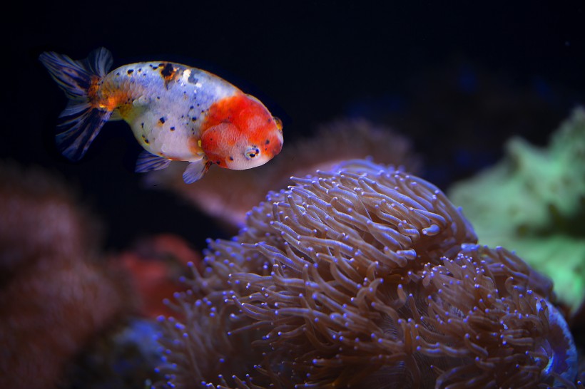 水族馆里的水生动植物图片(11张)