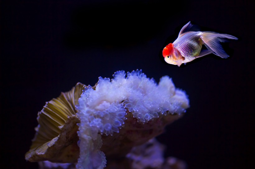水族馆里的水生动植物图片(11张)