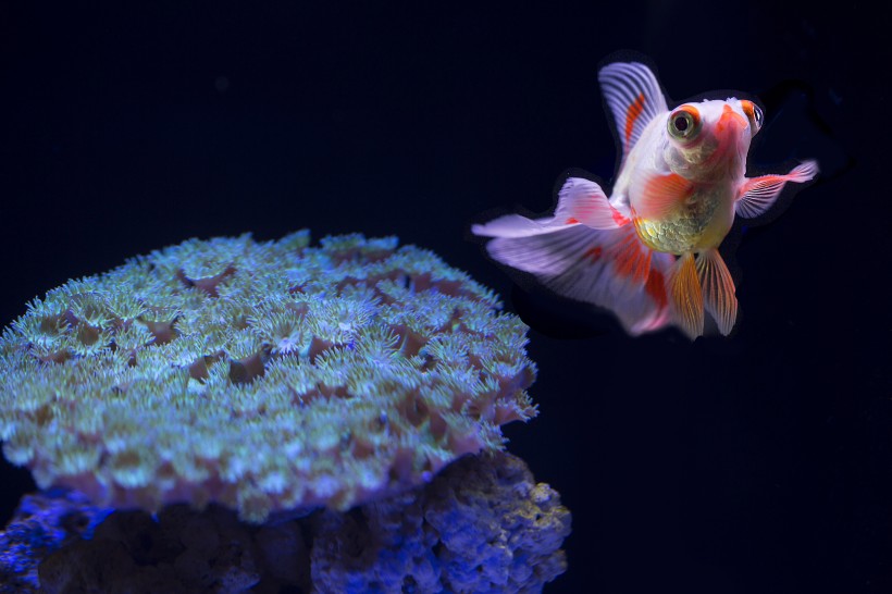 水族馆里的水生动植物图片(11张)