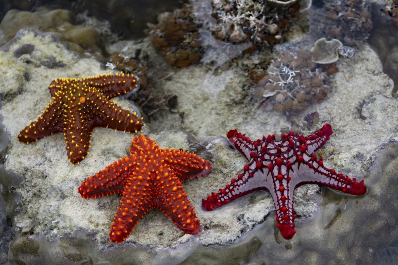 海星图片(11张)