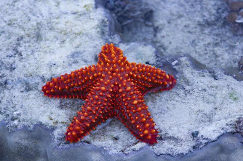 海星图片(11张)