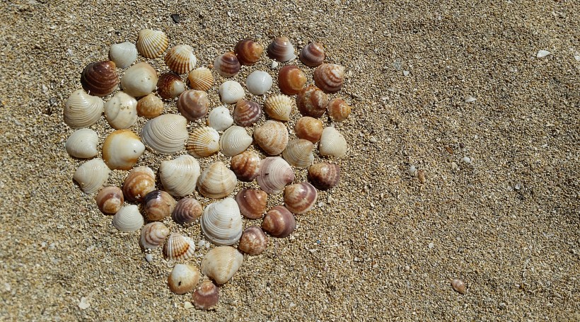 漂亮的贝壳图片(15张)