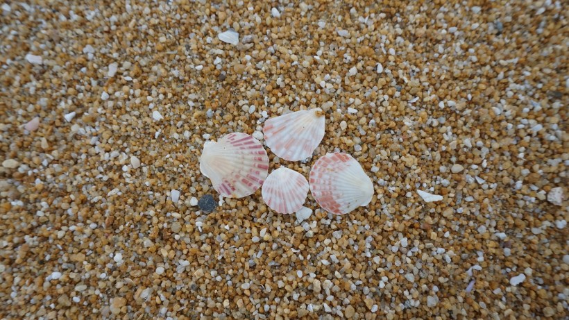 沙滩上的贝壳图片(21张)