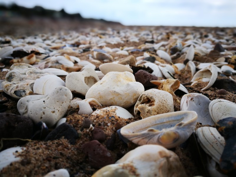 沙滩上的贝壳图片(21张)