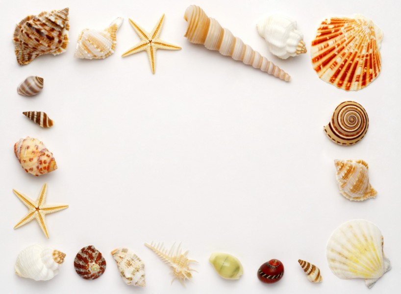 贝壳和海螺图片(47张)