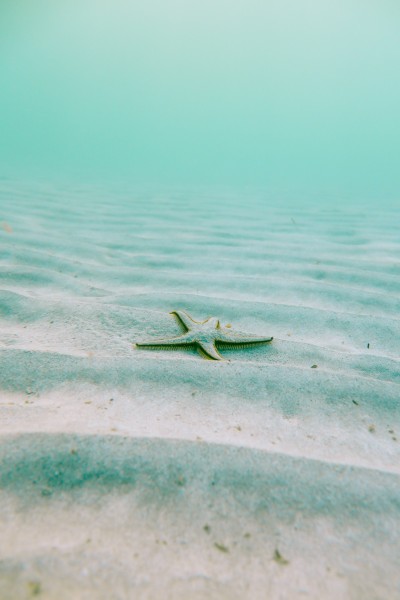 不同的海星图片(10张)