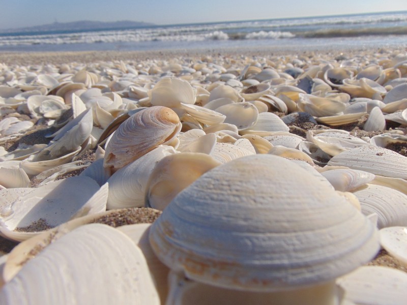 海边的贝壳图片(10张)