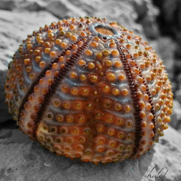 阳光下的海胆壳图片(14张)