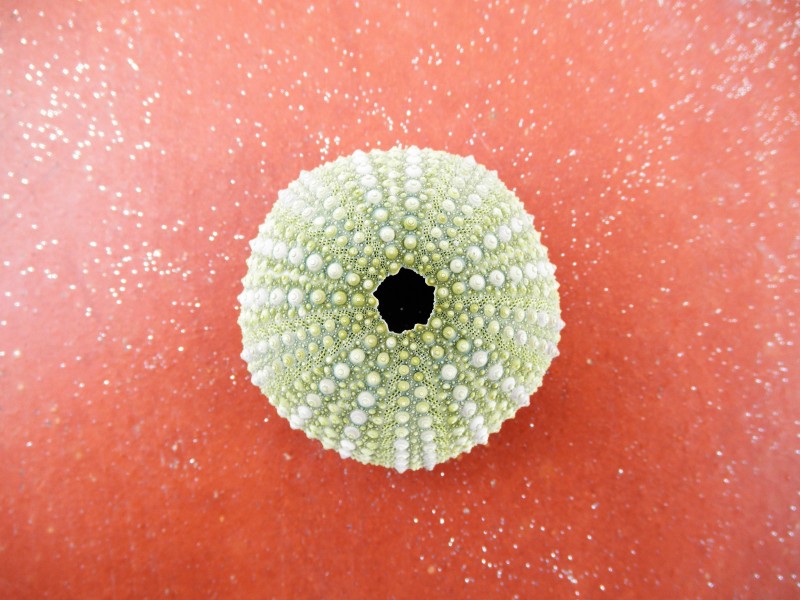 阳光下的海胆壳图片(14张)