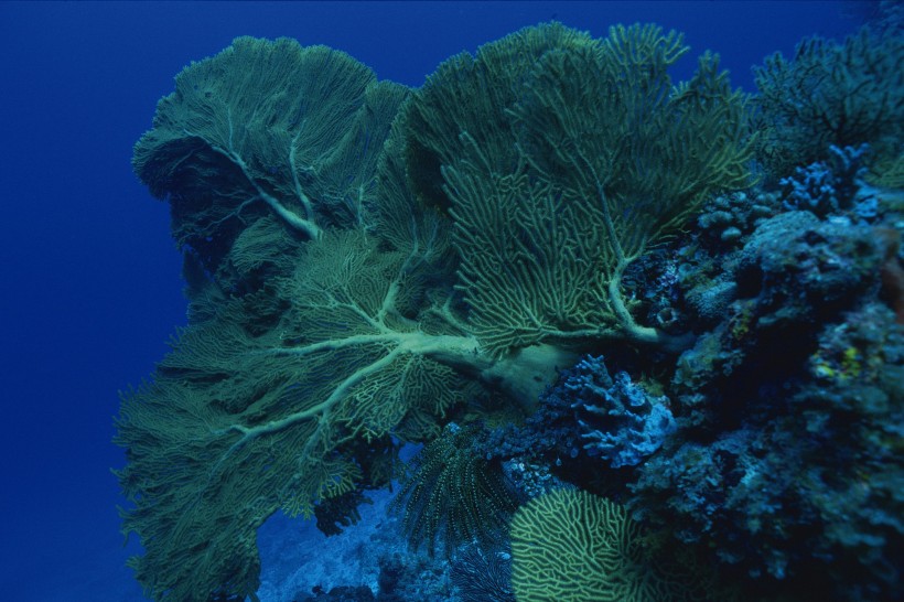 海底海藻图片(48张)