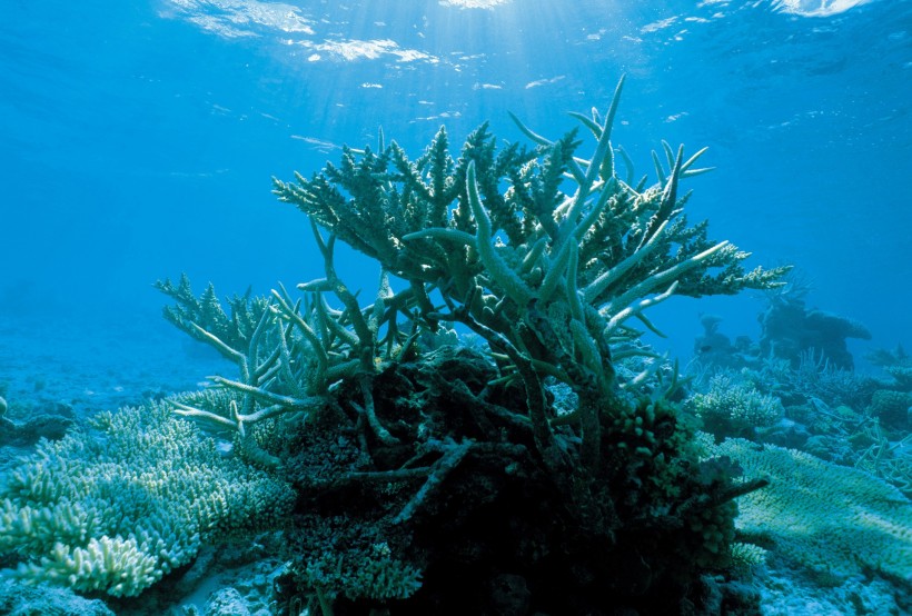 海底海藻图片(48张)