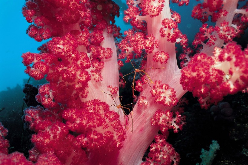 海底海藻图片(48张)