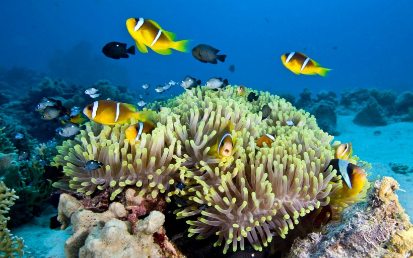 海底美丽珊瑚图片(11张)