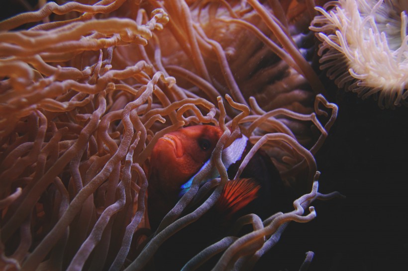 海底珊瑚图片(6张)