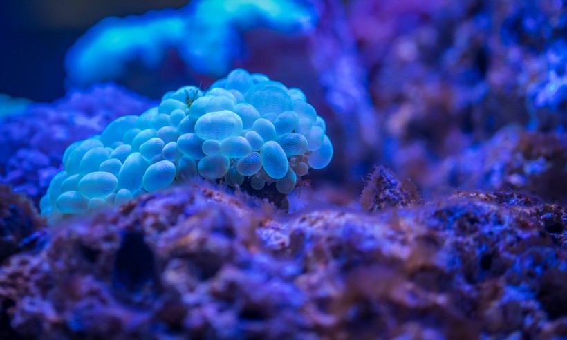 海底珊瑚图片(11张)