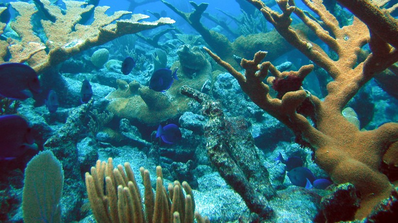海底珊瑚礁图片(11张)